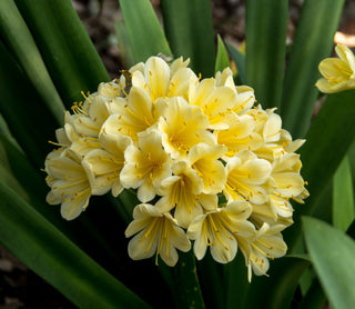 Clivia miniata <br>YELLOW CLIVIA Natal Kaffir Lily