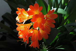 Clivia miniata <br>MIX NATAL LILY, KAFIR YELLOW, ORANGE & RED <br>ROOTED SEEDS!