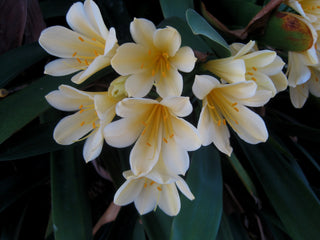 SPECIAL OFFER! <br>Clivia miniata <br>SPROUTED CLIVIA MIX, NATAL LILY, KAFIR LILY