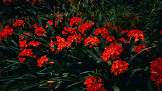 clivia