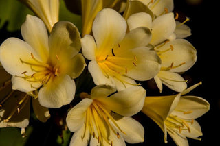 Clivia miniata <br>YELLOW CLIVIA Natal Kaffir Lily