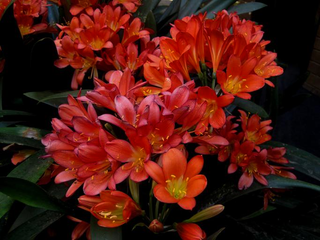 Clivia miniata <br>RED CLIVIA Miniata, Natal Kaffir Lily