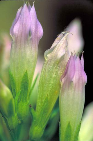 Gentiana quinquefolia <br>STIFF GENTIAN, FIVELEAF GENTIAN