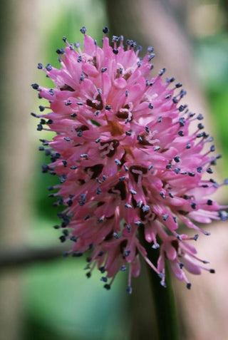 Helonias bullata <br>SWAMP PINK