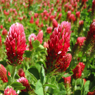 Trifolium incarnatum <br>CRIMSON CLOVER