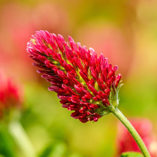 Trifolium incarnatum <br>CRIMSON CLOVER