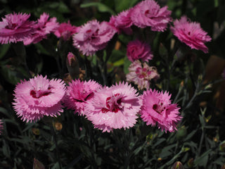 Dianthus plumarius roseus <br>DIANTHUS DOUBLE PINK, COTTAGE PINKS
