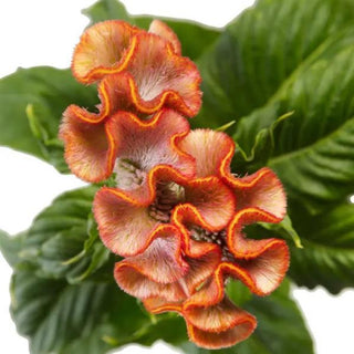 Celosia argentea plumosa <br>CELOSIA CLUBS COCKTAIL CUT FLOWER