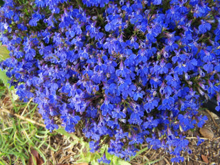 Lobelia erinus pendula <br>TRAILING LOBELIA 'MARINE BLUE'