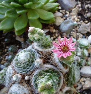 Sempervivum arachnoideum COBWEBS HENS & CHICKS