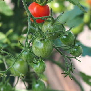 Solanum lycopersicum <br>HANGING CHERRY TOMATO 'BAJAJA'