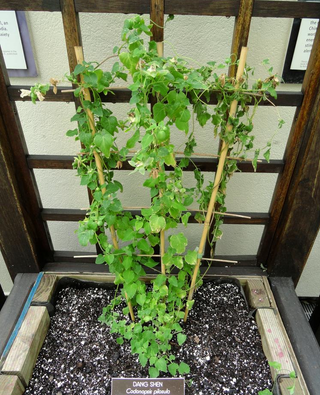 Codonopsis pilosula <br>TANG SHEN, DONG SHEN, DANGSHEN, POOR MAN'S GINSENG