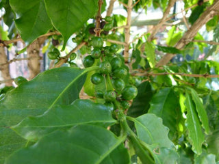 Coffea arabica <br>ORNAMENTAL DWARF COFFEE BEAN PLANT