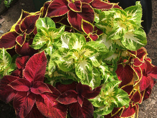 Coleus blumei <br>COLEUS MIX Vibrant Colors