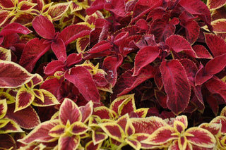 Coleus blumei <br>COLEUS MIX Vibrant Colors