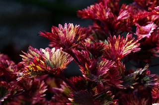 Coleus blumei <br>COLEUS NEW TYPES MIX <br>Organic