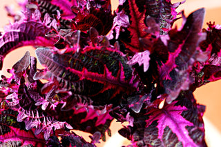 Coleus blumei <br>COLEUS NEW TYPES MIX <br>Organic