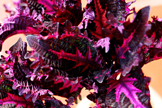 Coleus blumei <br>COLEUS BLACK DRAGON