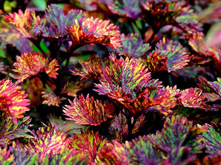 Coleus blumei <br>COLEUS NEW TYPES MIX