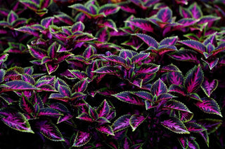 Coleus blumei <br>COLEUS NEW TYPES MIX <br>Organic