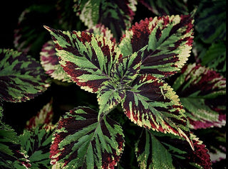 Coleus blumei <br>COLEUS MOSAIC