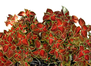 Coleus blumei <br>COLEUS 'FESTIVE DANCE'