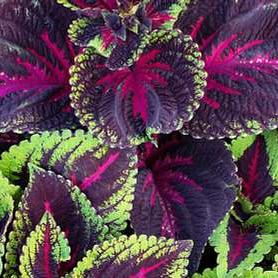 Coleus blumei <br>COLEUS KONG RED