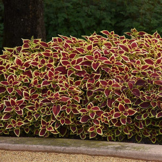Coleus <br>COLEUS PREMIUM 'CRIMSON GOLD'