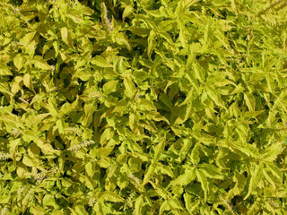 Coleus blumei <br>COLEUS MESMERIZE LIME GREEN