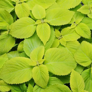 COLEUS PREMIUM SUN LIME