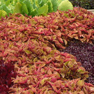 COLEUS MOSAIC COMPACT
