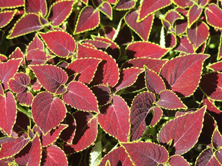 Coleus blumei <br>COLEUS 'VOLCANO'