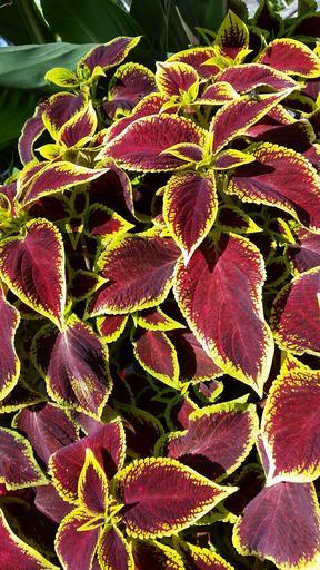 Coleus blumei <br>COLEUS SCARLET