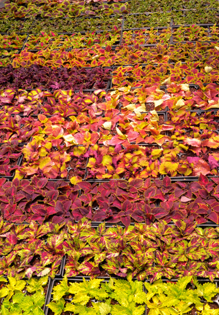 COLEUS MIX