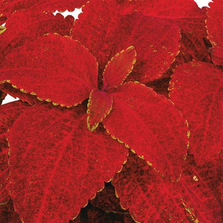 Coleus blumei <br>COLEUS RAINBOW VOLCANO