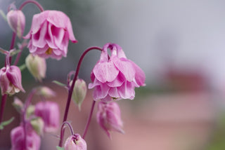 Aquilegia vulgaris <br>DOUBLE DWARF COLUMBINE MIX