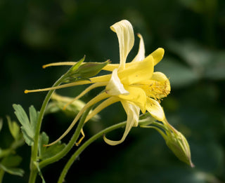Aquilegia chrysantha <br>COLUMBINE 'GOLDEN QUEEN'