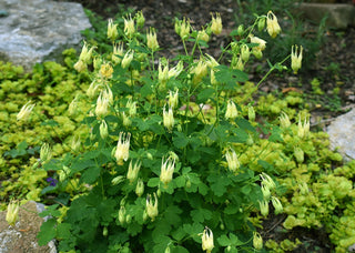 Aquilegia canadensis corbet <br>CANADA COLUMBINE, HONEYSUCKLE COLUMBINE