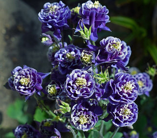 Aquilegia <br>DOUBLE BLUE COLUMBINE