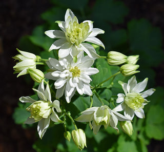 Aquilegia <br>WHITE STAR COLUMBINE