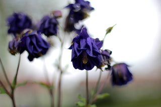 Aquilegia vulgaris <br>DOUBLE DWARF COLUMBINE MIX