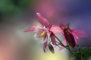 Aquilegia caerulea <br>DWARF COMPACT COLUMBINE MIX