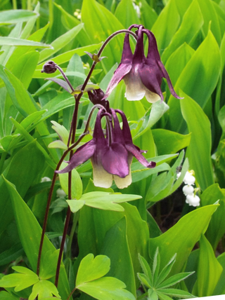 aquilegia dark cream ice