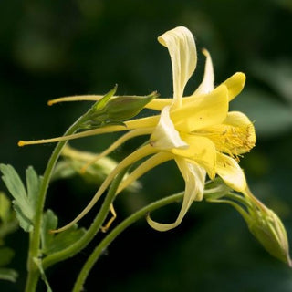 Aquilegia chrysantha <br>YELLOW QUEEN COLUMBINE