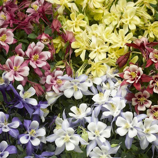 Aquilegia caerulea KIRIGAMI UPRIGHT FLOWERS MIX
