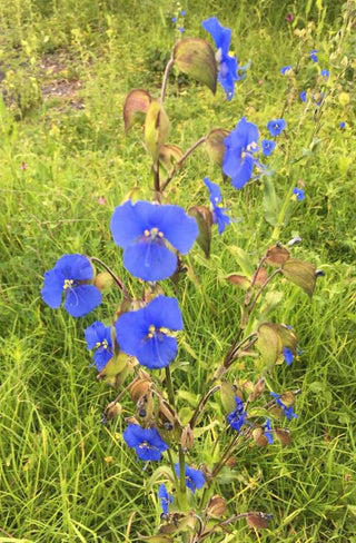 Commelina coelestis <br>BIRDBILL DAY FLOWER