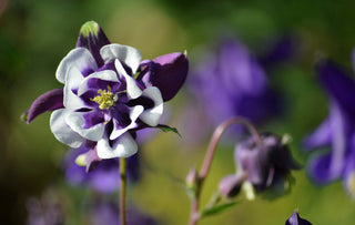 Aquilegia vulgaris <br>DOUBLE DWARF COLUMBINE MIX