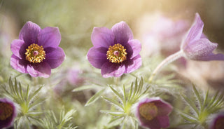 Pulsatilla vulgaris <br>PASQUE FLOWER MIX, CUTLEAF ANEMONE