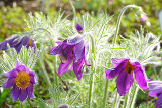 Pulsatilla vulgaris <br>PASQUE FLOWER MIX, CUTLEAF ANEMONE