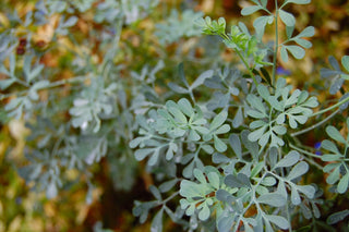 Ruta graveolens <br>COMMON RUE
